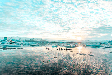 Ducks swimming near icebergs