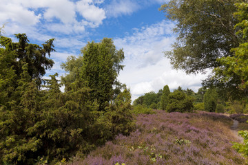 Obraz premium Heideblüte im Naturschutzgebiet Heiligen Hain.