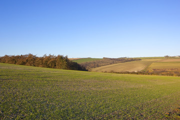 larch woodland and wheat