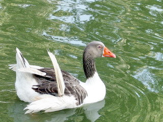 Ramat Gan Park goose February 2007