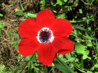 Fototapeta premium Shoham Red Crown Anemone isolated February 2007