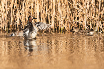 Common Teal, Teal, Anas crecca