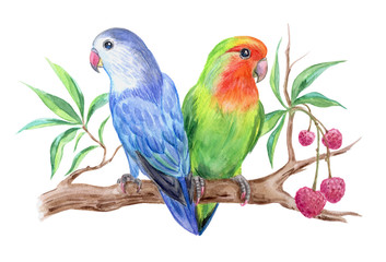 Fototapeta na wymiar Parrots lovebirds on a branch of litchi, watercolor illustration.