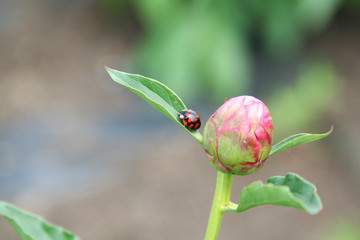 葉っぱに乗るテントウムシ