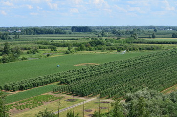 Sad na Mazowszu/The orchard in Mazovia, Poland