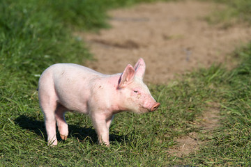 Glückliches Ferkel in Freilandhaltung