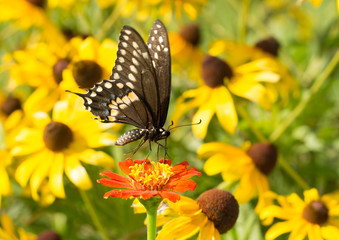 Black Swallowtail butterfly on red Zinnia, with yellow Black-eyed Susan flowers on the background