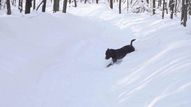 Black stafford shire bull terrier quickly runs towards in the snow.