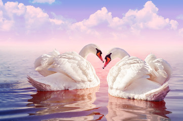 Couple of Beautiful white swans in the foggy rose lake at the sunset with big clouds on the background. Romantic theme