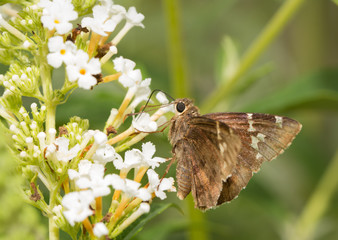 Southern Cloudywing butterfly on a white flowers of Buddleia