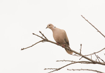 Eurasian Collared Dove up in an Oak tree against cloudy skies