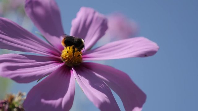 Mexican aster plant in natural environement with bee 4K 2160p 30fps UltraHD footage - Pink autumn flower Cosmos bipinnatus in the garden 3840X2160 UHD video 