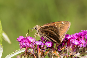Obraz premium Confused Cloudywing butterfly feeding on a deep purple Buddleia flower cluster