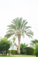 Fototapeta premium Palm. Palm leaf. Green leaf. Palm trees. Fashion, travel, summer, vacation and tropical beach concept. Coconut palm trees, beautiful tropical background
