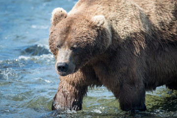 Fototapeta na wymiar Large alaskan brown bear in water