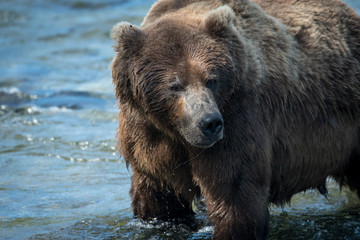 Naklejka na ściany i meble Large alaskan brown bear in water
