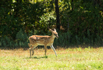 White-tailed Deer fawn in a sunny pasture against dark woods