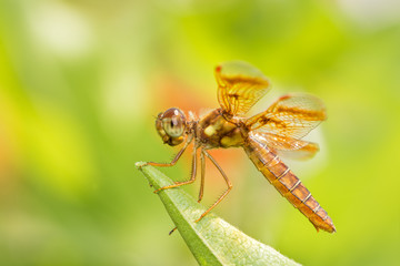 Eastern Amberwing dragonfly resting on a leaf