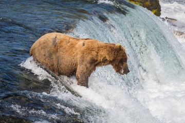 Alaskan brown bear trying to catch salmon