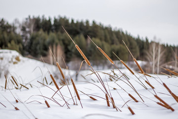  Typha angustifolia is a perennial aquatic and marsh herbaceous