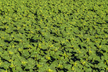 Plantation of young sunflowers. Green agricultural background with limited depth of field (blurred horizontal edges).