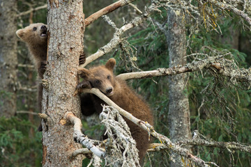 Alaskan brown bear cubs © Tony Campbell