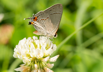Tiny Gray Hairstreak butterfly feeding on a White Clover bloom