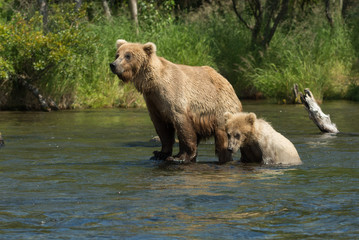 Alaskan brown bear sow with cub