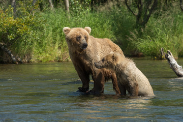 Obraz na płótnie Canvas Alaskan brown bear sow with cub