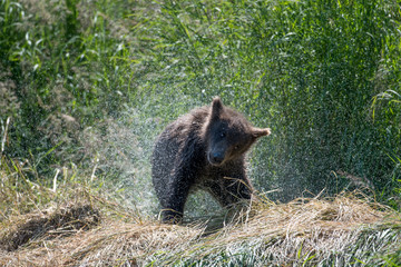 Alaskan brown bear cub shaking