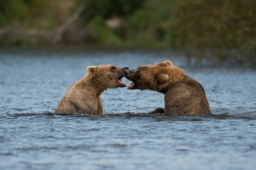 Obraz premium Two Alaskan brown bears playing