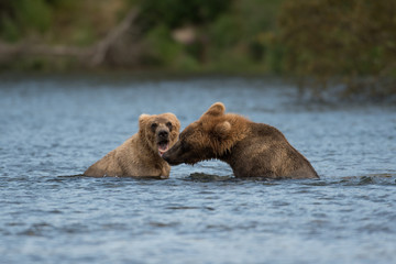 Obraz premium Two Alaskan brown bears playing