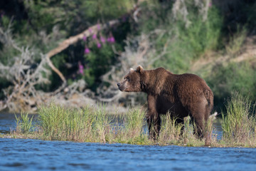 Large Alaskan brown bear