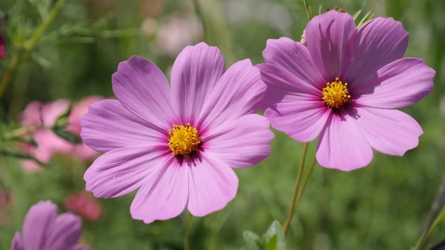 Field of Mexican aster plant in natural environment close-up 4K 2160p 30fps UltraHD footage - Pink beautiful autumn flower Cosmos bipinnatus in the garden 3840X2160 UHD video 