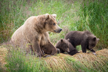 Fototapeta premium Alaskan brown bear sow with cubs