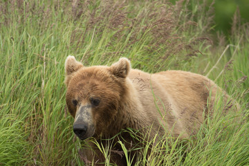 Alaskan brown bear sow