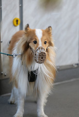 puppy dog with a muzzles into the public transport