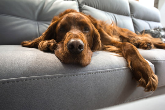 setter  dog on a sofa
