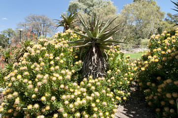 Kings Park Botanical Garden - Perth - Australia