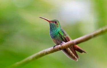 Fototapeta na wymiar Rufous-tailed Hummingbird perched on branch in Costa Rica