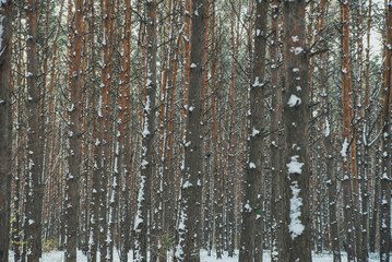 Obraz premium crown of pine trees in the winter forest