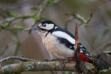 Great spotted woodpecker (Dendrocopos major)