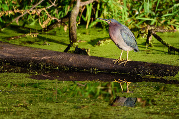 Green Heron