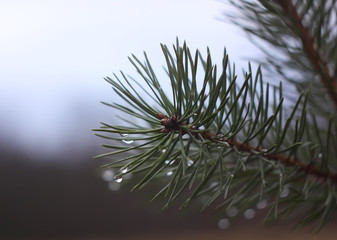 Naklejka na ściany i meble Pine tree closeup