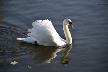 Detail of a wild swan portrait