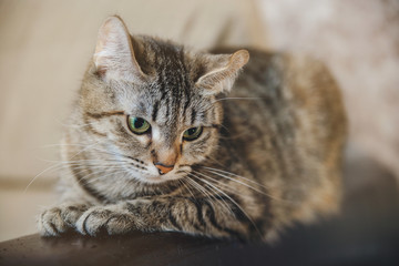 Beautiful cat sitting on the couch. Good lighting