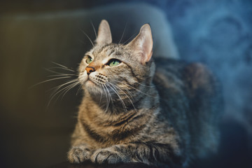 Beautiful cat sitting on the couch. Good lighting