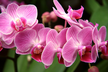 Orchidee in de kas / Roze originele orchideeëntak in de Zwitserse kas