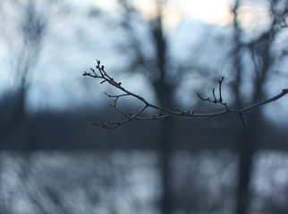 Bare tree branches