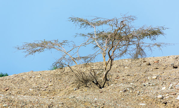 Alone tree in the Negev desert, Israel